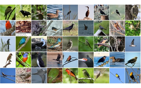 A grid of bird photos from the retrieval dataset
